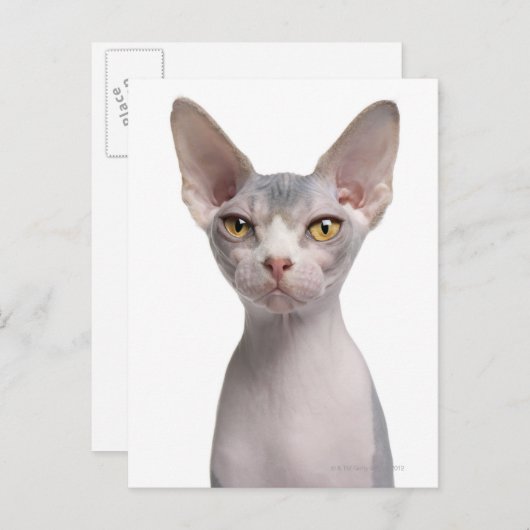 Sphynx (7 maanden oud) briefkaart (Voorkant / Achterkant)