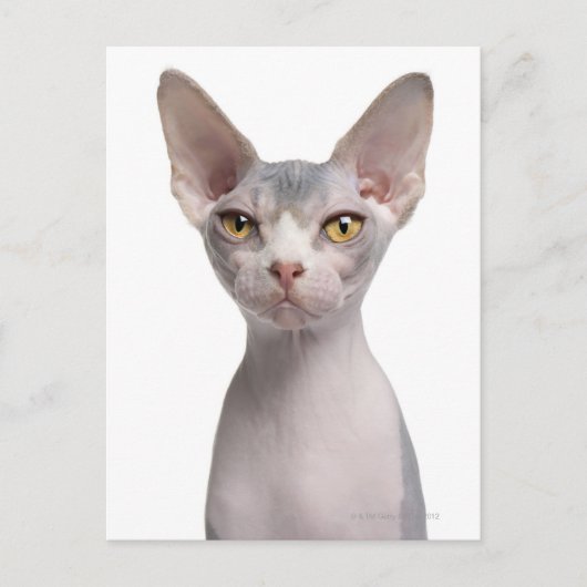 Sphynx (7 maanden oud) briefkaart (Voorkant)
