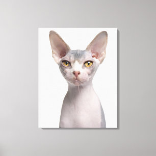 Sphynx (7 maanden oud) canvas afdruk