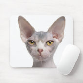 Sphynx (7 maanden oud) muismat (Met muis)