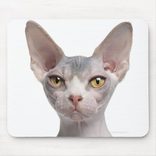 Sphynx (7 maanden oud) muismat (Voorkant)