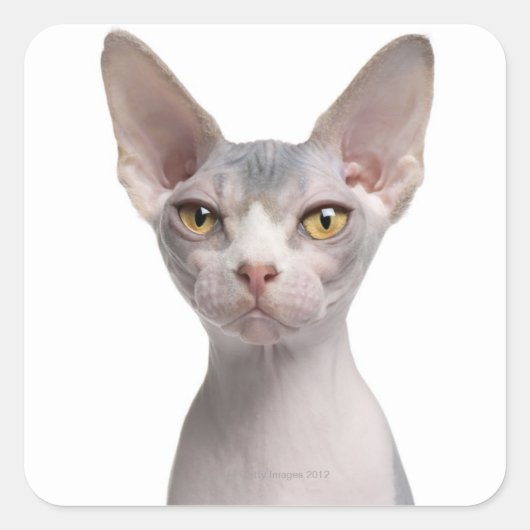 Sphynx (7 maanden oud) vierkante sticker (Voorkant)