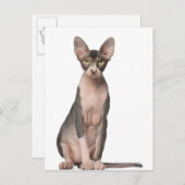 Sphynx (7 maanden oud) zittend briefkaart (Voorkant / Achterkant)