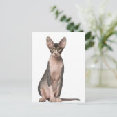 Sphynx (7 maanden oud) zittend briefkaart (Staand voorkant)