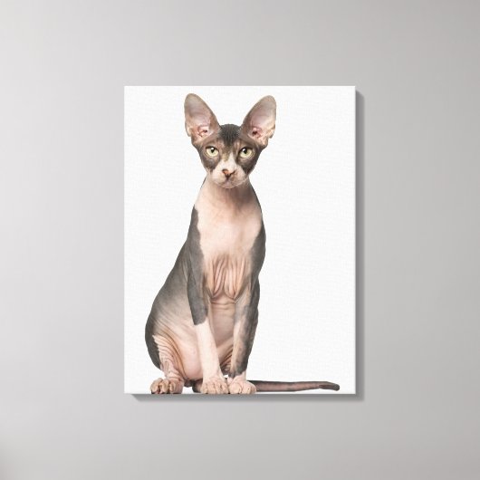 Sphynx (7 maanden oud) zittend canvas afdruk (Voorkant)