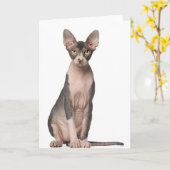 Sphynx (7 maanden oud) zittend kaart (Gele Bloem)