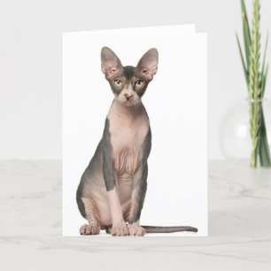 Sphynx (7 maanden oud) zittend kaart