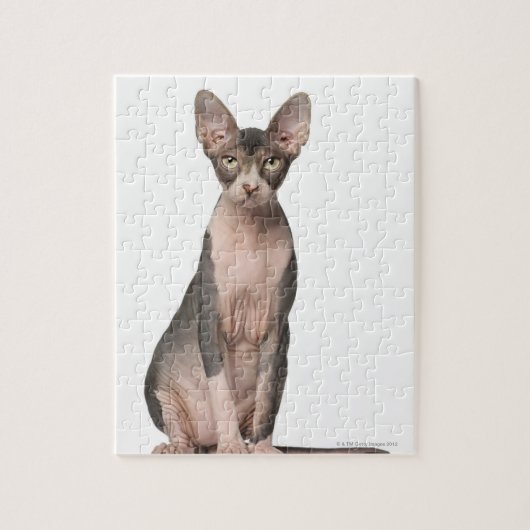 Sphynx (7 maanden oud) zittend legpuzzel (Verticaal)