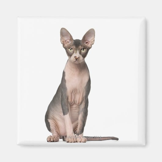 Sphynx (7 maanden oud) zittend magneet (Voorkant)
