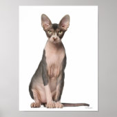 Sphynx (7 maanden oud) zittend poster (Voorkant)