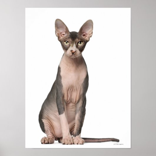 Sphynx (7 maanden oud) zittend poster (Voorkant)