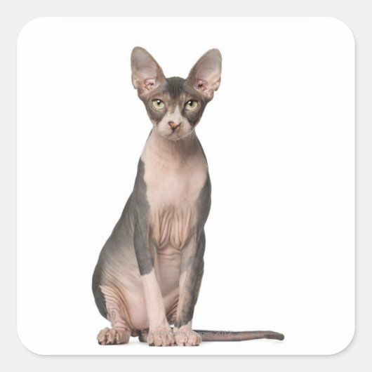 Sphynx (7 maanden oud) zittend vierkante sticker (Voorkant)