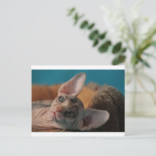 Sphynx Briefkaart (Staand voorkant)