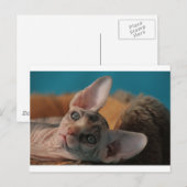 Sphynx Briefkaart (Voorkant / Achterkant)