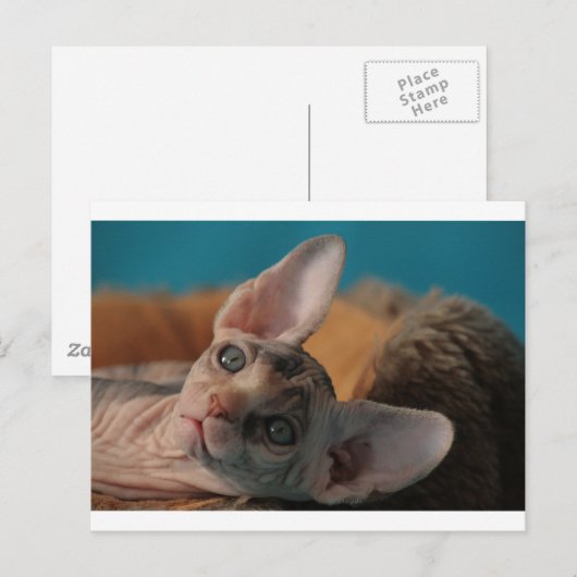 Sphynx Briefkaart (Voorkant / Achterkant)