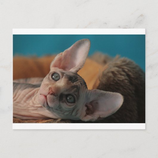 Sphynx Briefkaart (Voorkant)