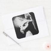 Sphynx Cat Black White contrastloos haarloos Kat A Vierkante Sticker (Envelop)