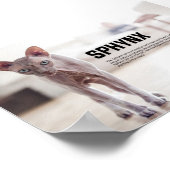 Sphynx Cat Breed Poster (Hoek)