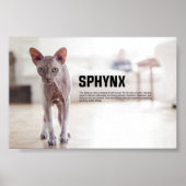 Sphynx Cat Breed Poster (Voorkant)