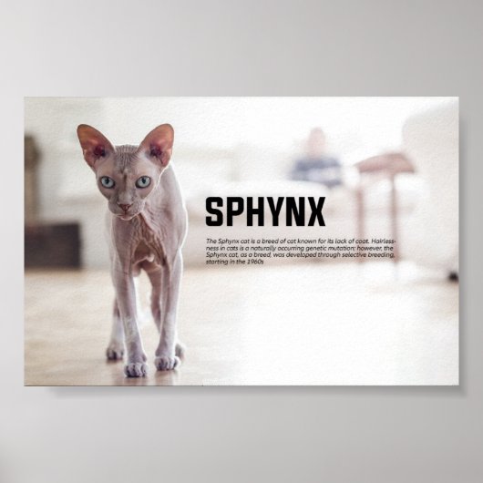 Sphynx Cat Breed Poster (Voorkant)