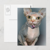 Sphynx Cat Briefkaarten (Voorkant / Achterkant)