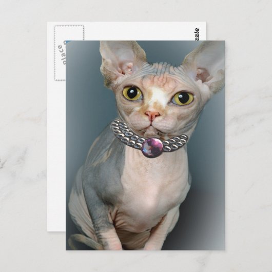 Sphynx Cat Briefkaarten (Voorkant / Achterkant)