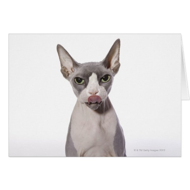 Sphynx Cat met tong uit (Voorkant Horizontaal)
