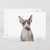 Sphynx Cat met tong uit Briefkaart (Voorkant / Achterkant)