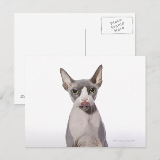 Sphynx Cat met tong uit Briefkaart (Voorkant / Achterkant)
