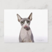 Sphynx Cat met tong uit Briefkaart (Voorkant)