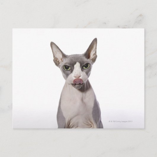 Sphynx Cat met tong uit Briefkaart (Voorkant)