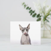 Sphynx Cat met tong uit Briefkaart (Staand voorkant)