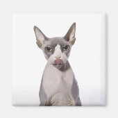 Sphynx Cat met tong uit Magneet (Voorkant)