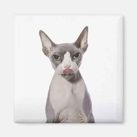 Sphynx Cat met tong uit Magneet (Voorkant)