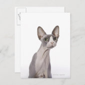 Sphynx Cat met verraste expressie Briefkaart (Voorkant / Achterkant)