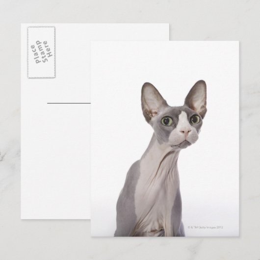 Sphynx Cat met verraste expressie Briefkaart (Voorkant / Achterkant)