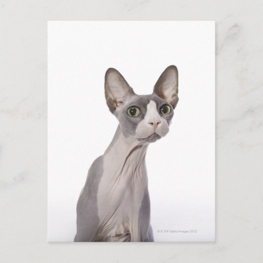 Sphynx Cat met verraste expressie Briefkaart (Voorkant)