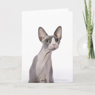 Sphynx Cat met verraste expressie Kaart