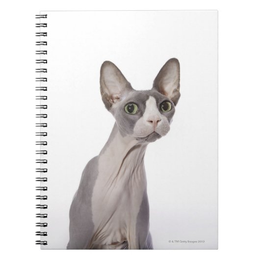Sphynx Cat met verraste expressie Notitieboek (Voorkant)