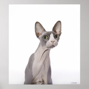 Sphynx Cat met verraste expressie Poster