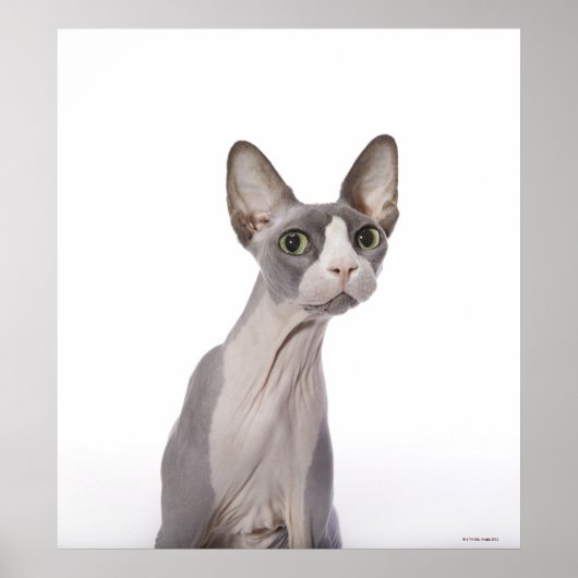 Sphynx Cat met verraste expressie Poster (Voorkant)