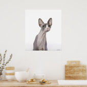 Sphynx Cat met verraste expressie Poster (Keuken)