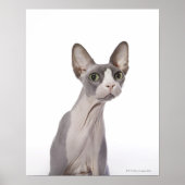 Sphynx Cat met verraste expressie Poster (Voorkant)
