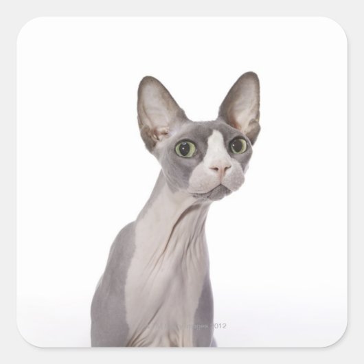 Sphynx Cat met verraste expressie Vierkante Sticker (Voorkant)