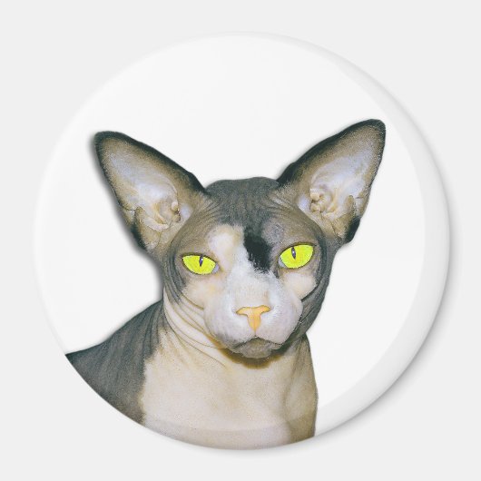 Sphynx Cat Ninja White Round Magneet (Voorkant)