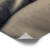 Sphynx Cat Poster (Hoek)