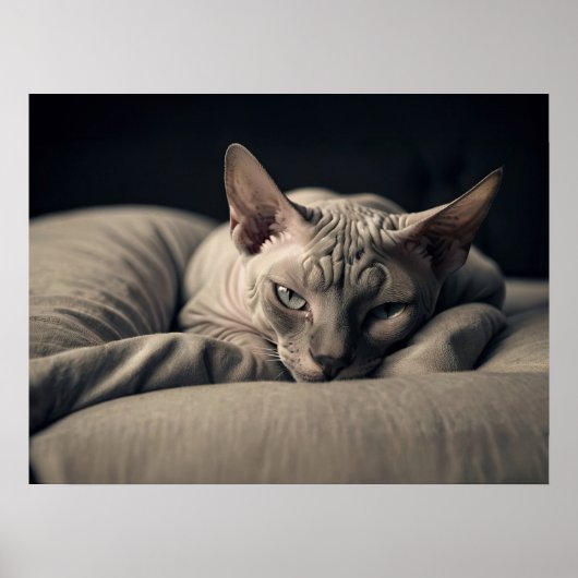 Sphynx Cat Poster (Voorkant)