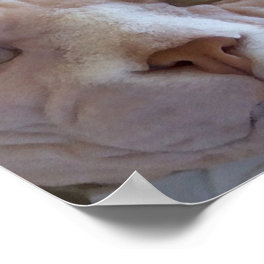 Sphynx Cat Poster (Hoek)