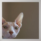 Sphynx Cat Poster (Voorkant)