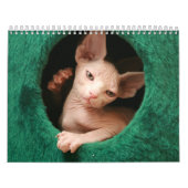 Sphynx Cats Wall Agenda | GoSphynx.com Kalender (Hoes)